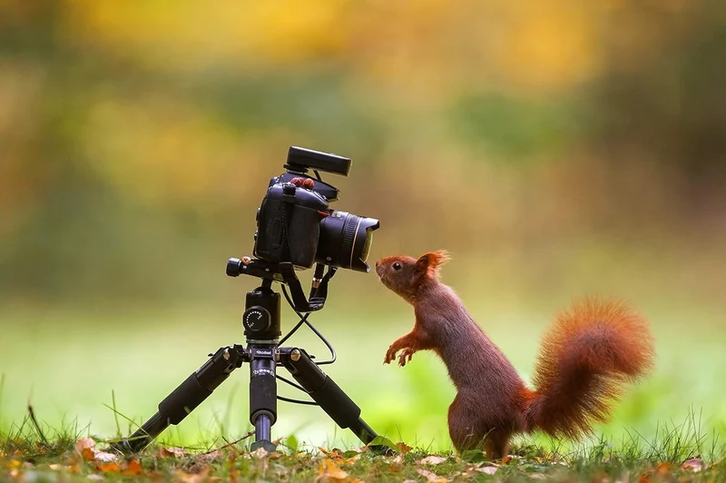Rollei Makroschlitten, Stabiler Foto/Video Makro-Einstellschlitten für DSLR und System Foto-Kameras.