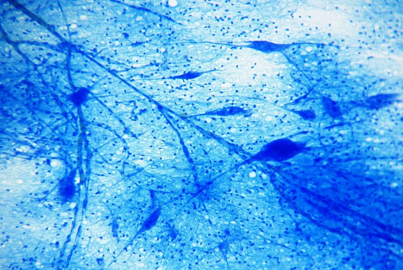 Bresser Mikroskop Dauerpräparate 25 Stück in Kunststoffbox, Lernpräparate aus der Biologie 25 Stück
