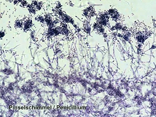 Bresser Mikroskop Dauerpräparate 25 Stück in Kunststoffbox, Lernpräparate aus der Biologie 25 Stück