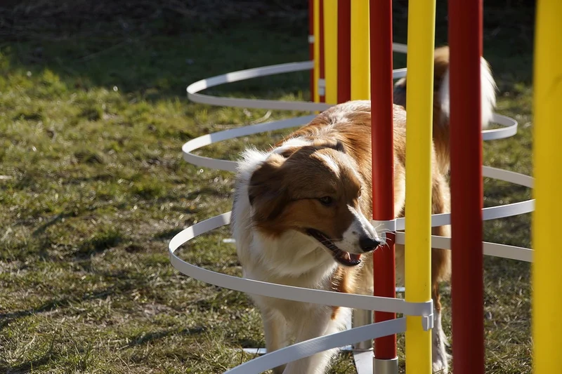 Generisch Agility-SLALOMBÖGEN/TRAININGSBÖGEN FÜR SLALOMSTANGEN-Durchmesser 24mm - 29mm, OHNE STANGEN