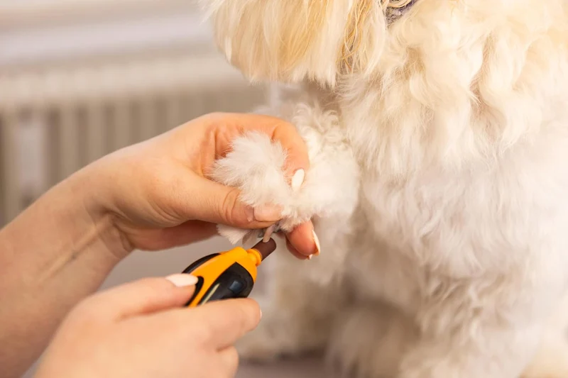 Wahl Nagelfeile für Haustiere, leise und leicht Orange, Orange